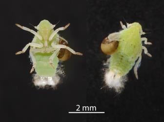 Nymph of Green planthopper, Siphanta acuta (Flatidae), with a larva of the ectoparasitoid Planthopper parasitoid, Dryinus koebelei (Dryinidae) that has its head inserted under the planthoppers wing bud. Creator: Tim Holmes. © Plant & Food Research. [Image: 2M20]