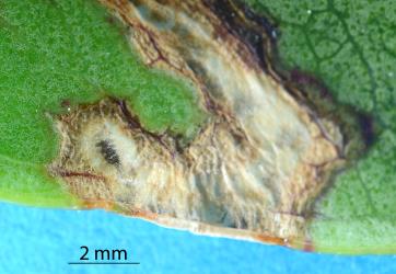 Leaf mine of pohutukawa leaf miner, Neomycta rubida (Coleoptera: Curculionidae) with a dark shadow at the end of the mine made by the dead weevil larva. Creator: Nicholas A. Martin. © Plant & Food Research. [Image: 2M2K]