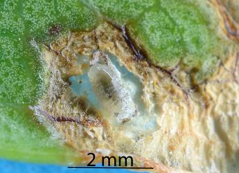 Leaf mine of pohutukawa leaf miner, Neomycta rubida (Coleoptera: Curculionidae) opened to show the larva of the wasp parasitoid that was living in and killed the weevil larva. Creator: Nicholas A. Martin. © Plant & Food Research. [Image: 2M2L]