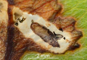A wasp pupa partly emerged from a dead larva of a pohutukawa leaf miner, Neomycta rubida (Coleoptera: Curculionidae): the wasp usually leaves the dead larva and pupates in the leaf mine. Creator: Nicholas A. Martin. © Plant & Food Research. [Image: 2M2N]