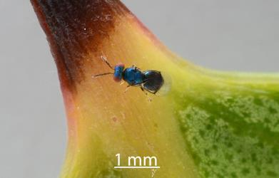 Adult wasp that emerged from a pupa of a larva that had killed a larva of a pohutukawa leaf miner, Neomycta rubida (Coleoptera: Curculionidae). Creator: Nicholas A. Martin. © Plant & Food Research. [Image: 2M2P]