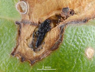 A wasp pupa in a leaf mine of the pohutukawa leaf miner, Neomycta rubida (Coleoptera: Curculionidae) with the brocken skin of another pupa: the live pupa may be a hyperparasitoid. Creator: Nicholas A. Martin. © Plant & Food Research. [Image: 2M2R]
