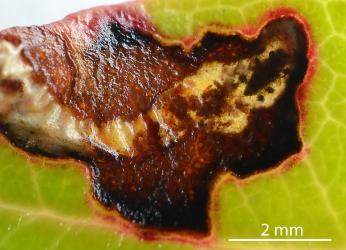 A wasp pupa in a leaf mine of the pohutukawa leaf miner, Neomycta rubida (Coleoptera: Curculionidae): note the round black faecal pillars made by the wasp larva to keep the leaf mine walls apart. Creator: Nicholas A. Martin. © Plant & Food Research. [Image: 2M2S]