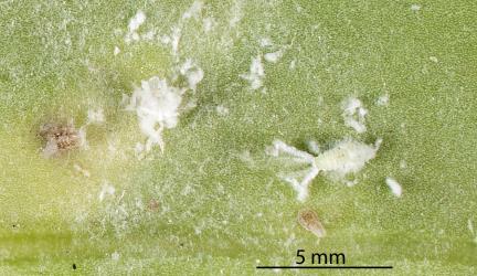 Small nymph of green planthopper, Siphanta acuta (Flatidae) and moulted skin on underside of a leaf of Coastal five-finger, Pseudopanax lessonii (Araliaceae). Creator: Tim Holmes. © Plant & Food Research. [Image: 2M3U]