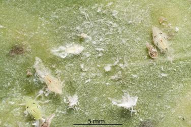 Small nymphs of green planthopper, Siphanta acuta (Flatidae) and moulted skins on underside of a leaf of Coastal five-finger, Pseudopanax lessonii (Araliaceae). Creator: Tim Holmes. © Plant & Food Research. [Image: 2M3V]
