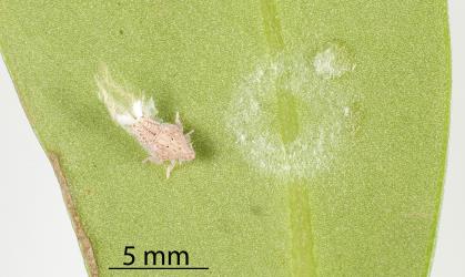Nymph of green planthopper, Siphanta acuta (Flatidae) on leaf of Coastal five-finger, Pseudopanax lessonii (Araliaceae). Creator: Tim Holmes. © Plant & Food Research. [Image: 2M3X]