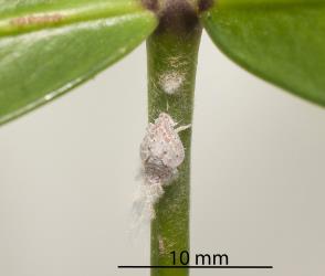 Large nymph of green planthopper, Siphanta acuta (Flatidae) on petiole (leaf stalk) of Coastal five-finger, Pseudopanax lessonii (Araliaceae). Creator: Tim Holmes. © Plant & Food Research. [Image: 2M3Y]