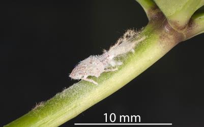 Large nymph of green planthopper, Siphanta acuta (Flatidae) on petiole (leaf stalk) of Coastal five-finger, Pseudopanax lessonii (Araliaceae). Creator: Tim Holmes. © Plant & Food Research. [Image: 2M3Z]