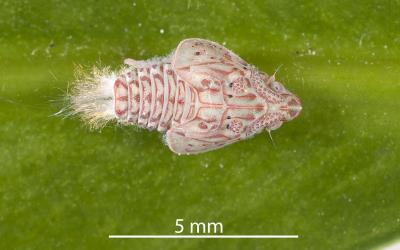Large nymph of green planthopper, Siphanta acuta (Flatidae) on underside of leaf of Coastal five-finger, Pseudopanax lessonii (Araliaceae). Creator: Tim Holmes. © Plant & Food Research. [Image: 2M40]