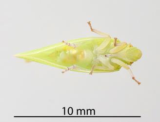 Underside of an adult green planthopper, Siphanta acuta (Flatidae). Creator: Tim Holmes. © Plant & Food Research. [Image: 2M41]
