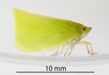 Adult green planthopper, Siphanta acuta (Flatidae): note that descending from the head, the proboscis that guides the stylets used for feeding. Creator: Tim Holmes. © Plant & Food Research. [Image: 2M43]