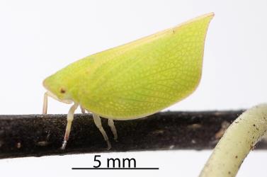 Adult green planthopper, Siphanta acuta (Flatidae) on Coastal five-finger, Pseudopanax lessonii (Araliaceae). Creator: Tim Holmes. © Plant & Food Research. [Image: 2M44]
