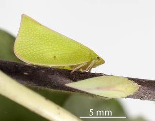 Two adult green planthoppers, Siphanta acuta (Flatidae) on Coastal five-finger, Pseudopanax lessonii (Araliaceae). Creator: Tim Holmes. © Plant & Food Research. [Image: 2M46]