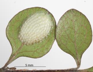 Newly laid eggs of green planthopper, Siphanta acuta (Flatidae) on the underside of a leaf of Coprosma rhamnoides (Rubiaceae). Creator: Tim Holmes. © Plant & Food Research. [Image: 2M47]