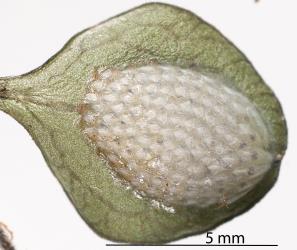 Eggs of green planthopper, Siphanta acuta (Flatidae) on the underside of a leaf of Coprosma rhamnoides (Rubiaceae) and showing signs of developing nymphs. Creator: Tim Holmes. © Plant & Food Research. [Image: 2M48]