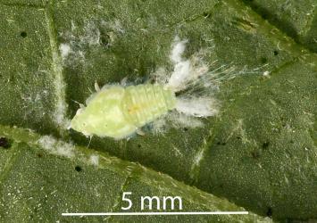 Nymph of green planthopper, Siphanta acuta (Flatidae) on the underside of a leaf of Solanum nodiflorum (Solanaceae). Creator: Nicholas A. Martin. © Plant & Food Research. [Image: 2M4J]