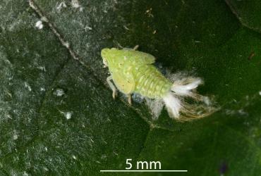 Nymph of green planthopper, Siphanta acuta (Flatidae) on the underside of a leaf of Solanum nodiflorum (Solanaceae). Creator: Nicholas A. Martin. © Plant & Food Research. [Image: 2M4K]
