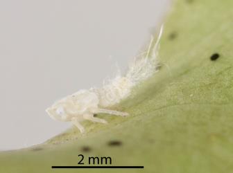 Side view of a young nymph of green planthopper, Siphanta acuta (Flatidae) on the underside of a leaf of Lemonwood, Pittosporum eugenioides (Pittosporaceae). Creator: Tim Holmes. © Plant & Food Research. [Image: 2M4Q]