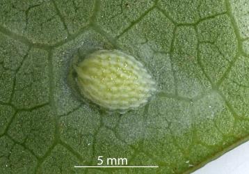 Eggs of green planthopper, Siphanta acuta (Flatidae) on the underside of a leaf of Kawakawa, Piper excelsum (Piperaceae). Creator: Nicholas A. Martin. © Plant & Food Research. [Image: 2M4U]