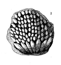 Drawing of a flat egg-cushion of the Green plant hopper, Siphanta acuta (Flatidae). Creator: J. G. Myers. © Drawing published in New Zealand Journal of Science and Technology: 5:256-263, Figure 1. [Image: 2M5A]