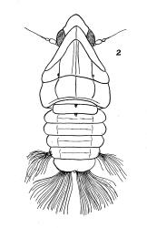 Drawing of a first instar nymph of the Green plant hopper, Siphanta acuta (Flatidae). Creator: J. G. Myers. © Drawing published in New Zealand Journal of Science and Technology: 5:256-263, Figure 2. [Image: 2M5B]