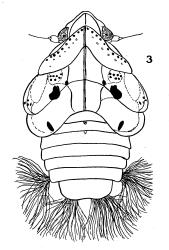 Drawing of a third instar nymph of the Green plant hopper, Siphanta acuta (Flatidae). Creator: J. G. Myers. © Image by J. G. Myers. Drawing published in New Zealand Journal of Science and Technology: 5:256-263, Figure 3. [Image: 2M5C]
