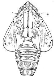Drawing of a fifth instar nymph of the Green plant hopper, Siphanta acuta (Flatidae). Creator: J. G. Myers. ©  Drawing published in New Zealand Journal of Science and Technology: 5:256-263, Figure 4. [Image: 2M5D]