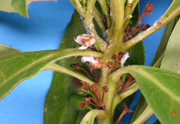 Nymphs of the Grey planthopper, Anzora unicolor (Flatidae) on Ngaio, Myoporum laetum (Scrophulariaceae). Creator: Nicholas A. Martin. © Plant & Food Research. [Image: 2M5G]