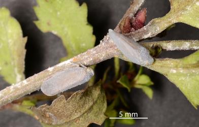 Two adult Grey planthoppers, Anzora unicolor (Flatidae) on Haloragis erecta (Haloragaceae). Creator: Nicholas A. Martin. © Plant & Food Research. [Image: 2M5I]