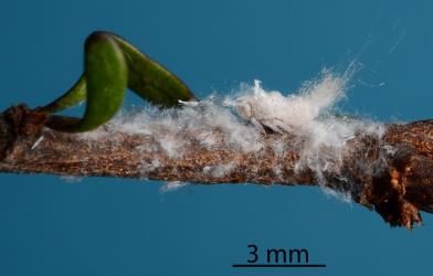 Nymph of Grey planthopper, Anzora unicolor (Flatidae) on Marsh ribbonwood, Plagianthus divaricatus (Malvaceae): side view. Creator: Nicholas A. Martin. © Plant & Food Research. [Image: 2M5M]
