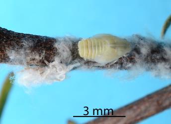 Nymph of Grey planthopper, Anzora unicolor (Flatidae) just after it has moulted: note the large wing buds and the moulted skin to the left of the nymph. Creator: Nicholas A. Martin. © Plant & Food Research. [Image: 2M5Q]