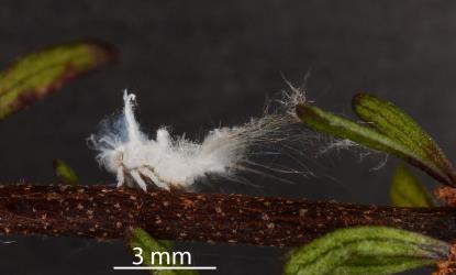 Nymph of Grey planthopper, Anzora unicolor (Flatidae) on Marsh ribbonwood, Plagianthus divaricatus (Malvaceae). Creator: Nicholas A. Martin. © Plant & Food Research. [Image: 2M5S]
