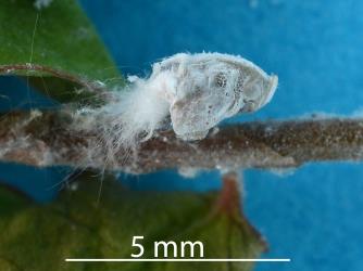 Moulted skin of a nymph of Grey planthopper, Anzora unicolor (Flatidae). Creator: Nicholas A. Martin. © Plant & Food Research. [Image: 2M5T]