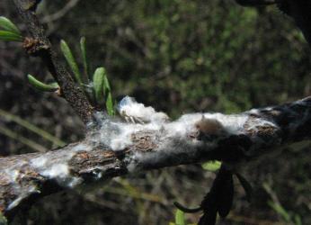 Colony of nymphs of Grey planthopper, Anzora unicolor (Flatidae) on Marsh ribbonwood, Plagianthus divaricatus (Malvaceae): note all the fluffy white wax. Creator: Nicholas A. Martin. © Nicholas A. Martin. [Image: 2M5V]