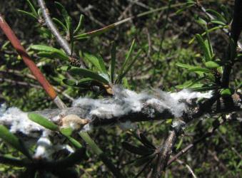 Colony of nymphs of Grey planthopper, Anzora unicolor (Flatidae) on Marsh ribbonwood, Plagianthus divaricatus (Malvaceae): note all the fluffy white wax. Creator: Nicholas A. Martin. © Nicholas A. Martin. [Image: 2M5W]