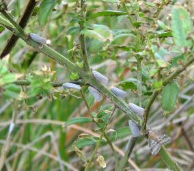 Adult Grey planthoppers, Anzora unicolor (Flatidae) on Haloragis erecta (Haloragaceae). An adult Passion vine hopper, Scolypopa australis (Ricaniidae) also present. Creator: Nicholas A. Martin. © Nicholas A. Martin. [Image: 2M60]
