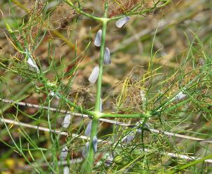 Adult Grey planthoppers, Anzora unicolor (Flatidae) on Fennel, Foeniculum vulgare (Umbelliferae). Creator: Nicholas A. Martin. © Nicholas A. Martin. [Image: 2M62]