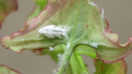 Nymph of Grey planthopper, Anzora unicolor (Flatidae) on Climbing dock, Rumex sagittatus (Polygonaceae). Creator: Nicholas A. Martin. © Nicholas A. Martin. [Image: 2M63]