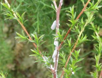 Adults and nymphs of Grey planthopper, Anzora unicolor (Flatidae) on Kanuka, Kunzea ericoides s.l. (Myrtaceae). Creator: Nicholas A. Martin. © Nicholas A. Martin. [Image: 2M65]
