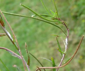Nymphs of Grey planthopper, Anzora unicolor (Flatidae) on Willow herb, Epilobium sp. (Onagraceae). Creator: Nicholas A. Martin. © Nicholas A. Martin. [Image: 2M66]