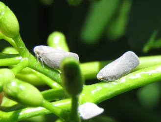 Adults of Grey planthopper, Anzora unicolor (Flatidae) on inflorescence of Coastal five finger, Pseudopanax lessonii (Araliaceae). Creator: Nicholas A. Martin. © Nicholas A. Martin. [Image: 2M6B]