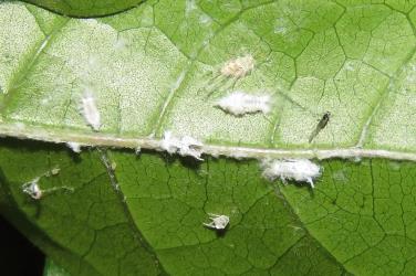 Nymphs of Grey planthopper, Anzora unicolor (Flatidae) on Puriri, Vitex lucens (Labiatae). Creator: Nicholas A. Martin. © Nicholas A. Martin. [Image: 2M6E]