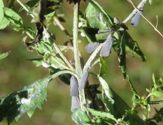 Colony of adult Grey planthoppers, Anzora unicolor (Flatidae) on Haloragis erecta (Haloragaceae). Creator: Nicholas A. Martin. © Nicholas A. Martin. [Image: 2M6G]