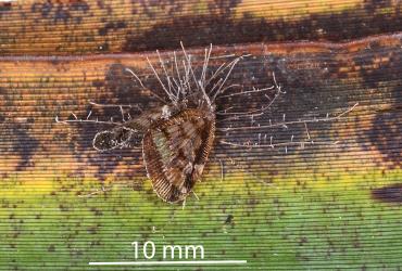 Adult Passion vine hopper, Scolypopa australis (Hemiptera: Ricaniidae) killed by Hirsutella saussurei (Ascomycota: Ophiocordycipitaceae). © All rights reserved. [Image: 2M7L]