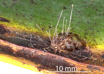 Adult Passion vine hopper, Scolypopa australis (Hemiptera: Ricaniidae) killed by Hirsutella saussurei (Ascomycota: Ophiocordycipitaceae). © All rights reserved. [Image: 2M7M]