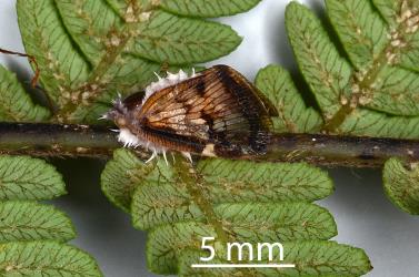 Adult Passion vine hopper, Scolypopa australis (Hemiptera: Ricaniidae) killed by a fungal pathogen. © All rights reserved. [Image: 2M7R]