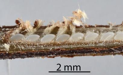 Eggs of Passion vine hoppesr, Scolypopa australis (Hemiptera: Ricaniidae) exposed in a dead twig. Creator: Nicholas A. Martin. © Plant & Food Research. [Image: 2M7T]