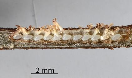 Eggs of Passion vine hoppesr, Scolypopa australis (Hemiptera: Ricaniidae) exposed in a dead twig. Creator: Nicholas A. Martin. © Plant & Food Research. [Image: 2M7U]