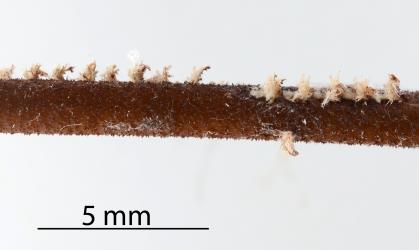 Oviposition scars in a dead twig made by a female Passion vine hopper, Scolypopa australis (Hemiptera: Ricaniidae). Creator: Nicholas A. Martin. © Plant & Food Research. [Image: 2M7V]