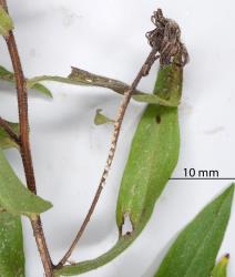 Dead flower stalk with oviposition scars made by a female Passion vine hopper, Scolypopa australis (Hemiptera: Ricaniidae). Creator: Nicholas A. Martin. © Plant & Food Research. [Image: 2M7X]